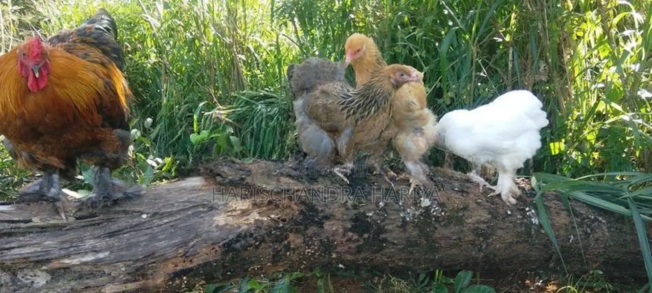 Brama Chicken