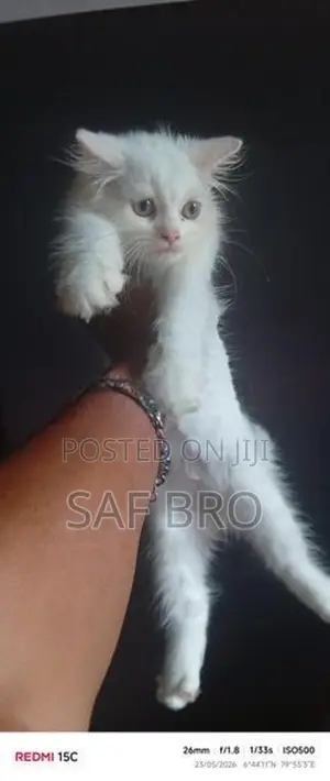 Persian Cat