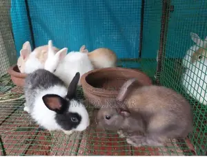 Angora Rabbit