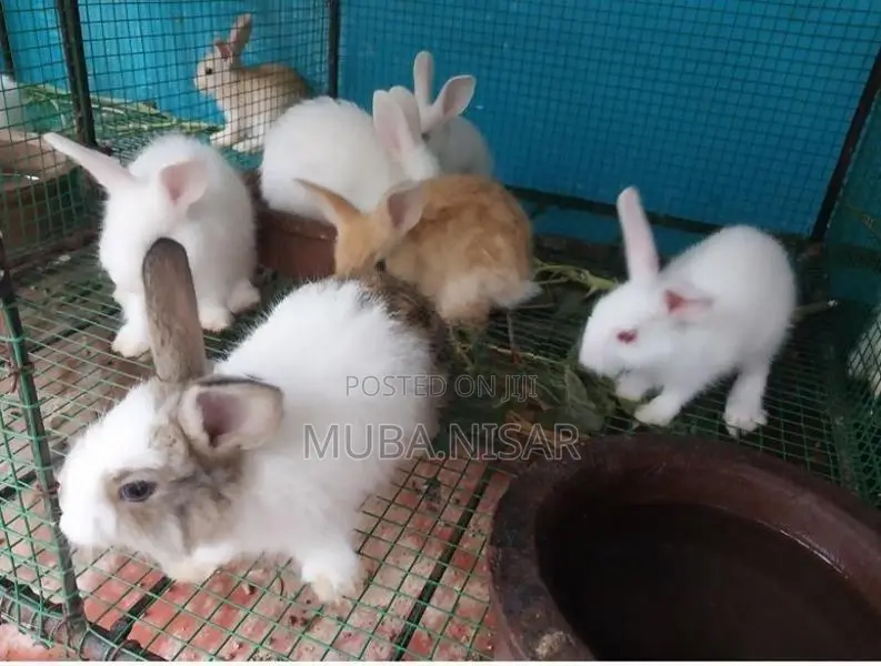 Angora Rabbit