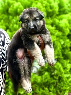 German Shepherd Puppy