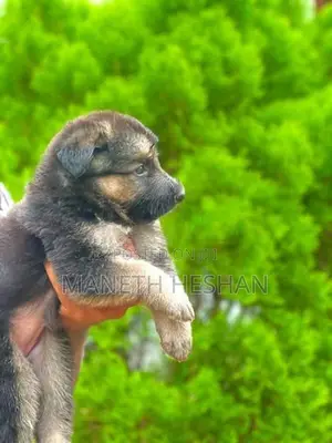 German Shepherd Puppy