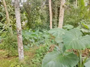 ගාල්ල බද්දේගම ප්‍රධාන පාරට 20m දුරින් මිපාවල ඉඩමක් විකිනිමට ඇත