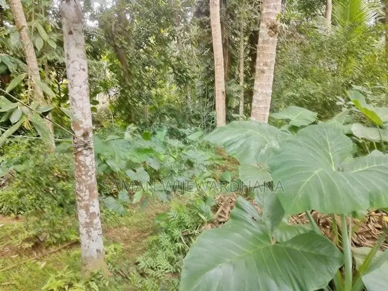 ගාල්ල බද්දේගම ප්‍රධාන පාරට 20m දුරින් මිපාවල ඉඩමක් විකිනිමට ඇත
