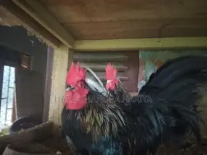 Bantam කුකුළන් දෙදෙනෙකු .
