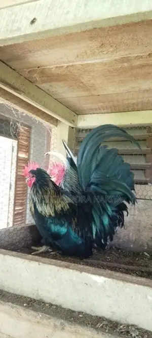 Bantam කුකුළන් දෙදෙනෙකු .