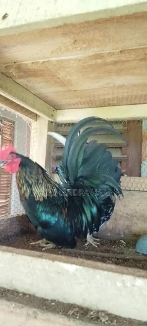 Bantam කුකුළන් දෙදෙනෙකු .