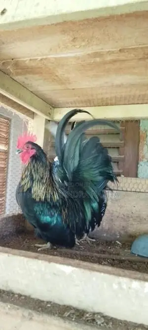 Bantam කුකුළන් දෙදෙනෙකු .