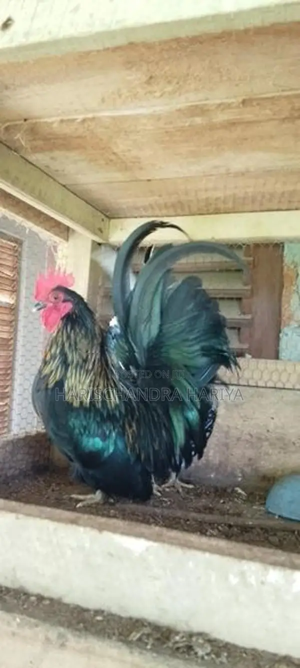 Bantam කුකුළන් දෙදෙනෙකු .