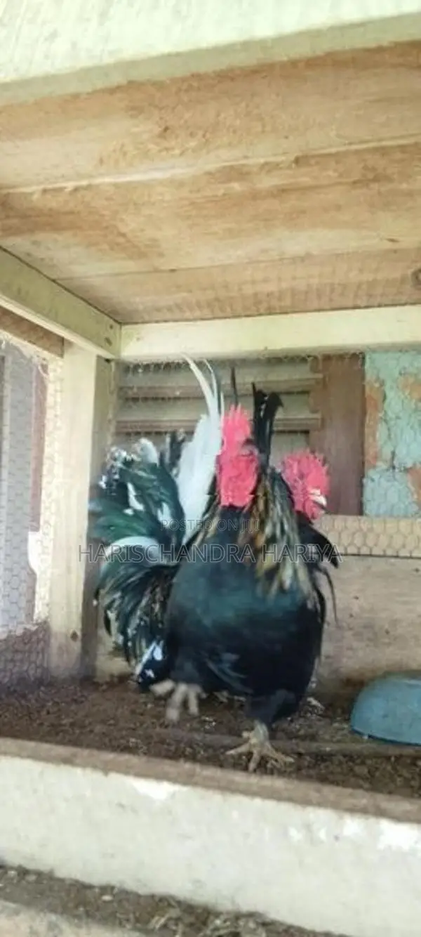 Bantam කුකුළන් දෙදෙනෙකු .