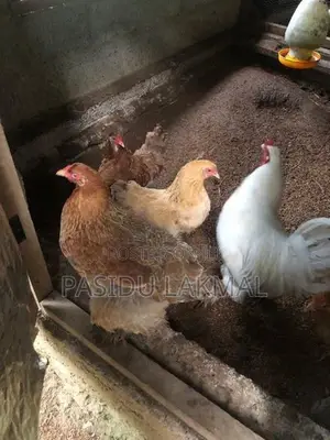 Brahama Hen