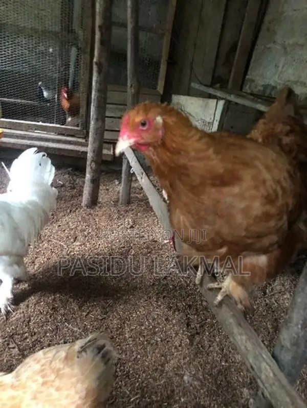 Brahama Hen