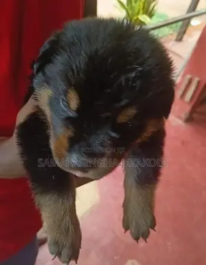 Rottweiler Puppy