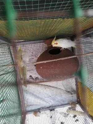 Cockatiel Birds