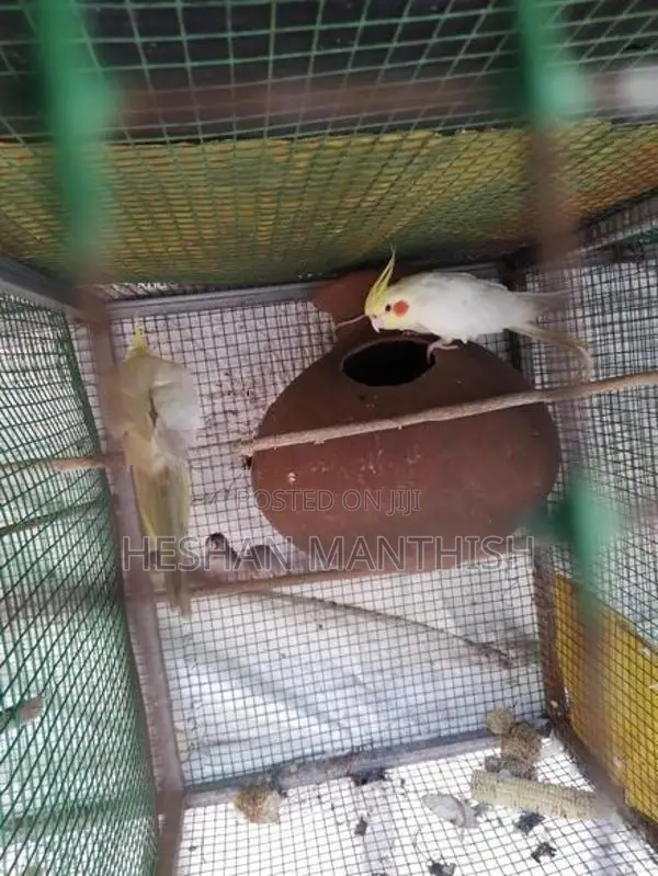 Cockatiel Birds