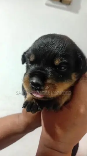 Rottweiler Puppy