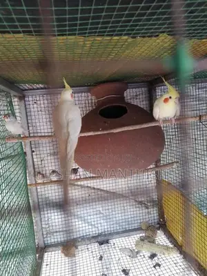 Cockatiel Birds