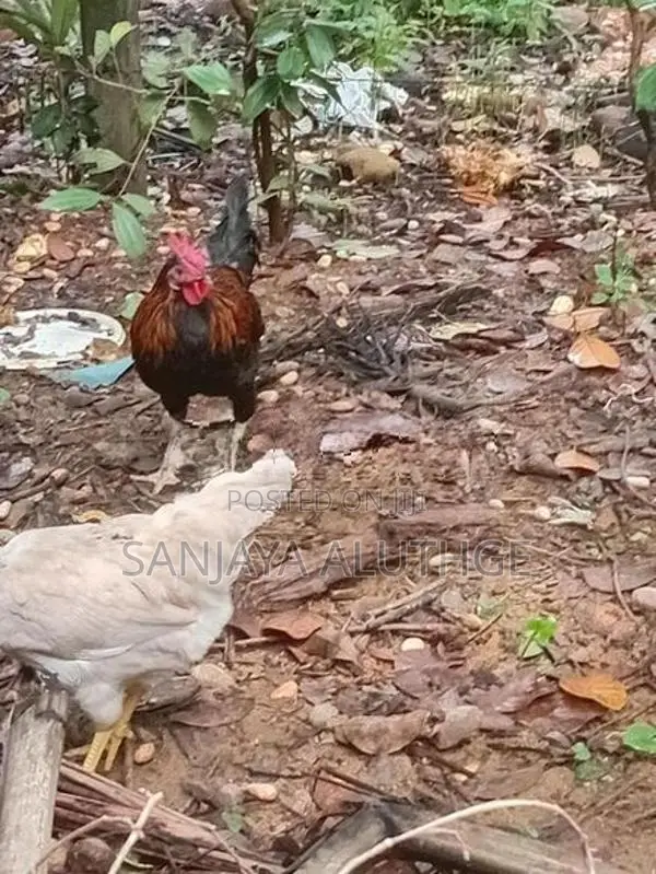 Farm Chickens