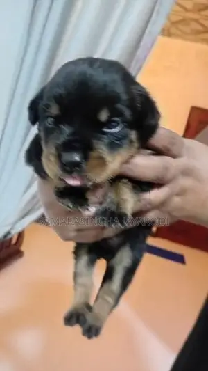 Rottweiler Puppy