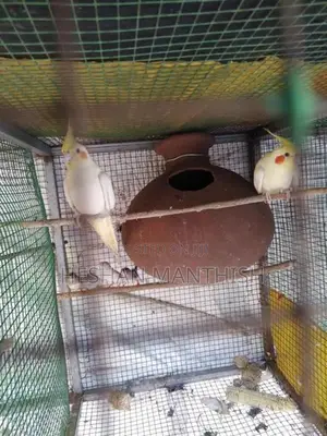 Cockatiel Birds