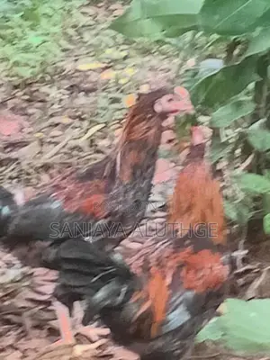 Farm Chickens