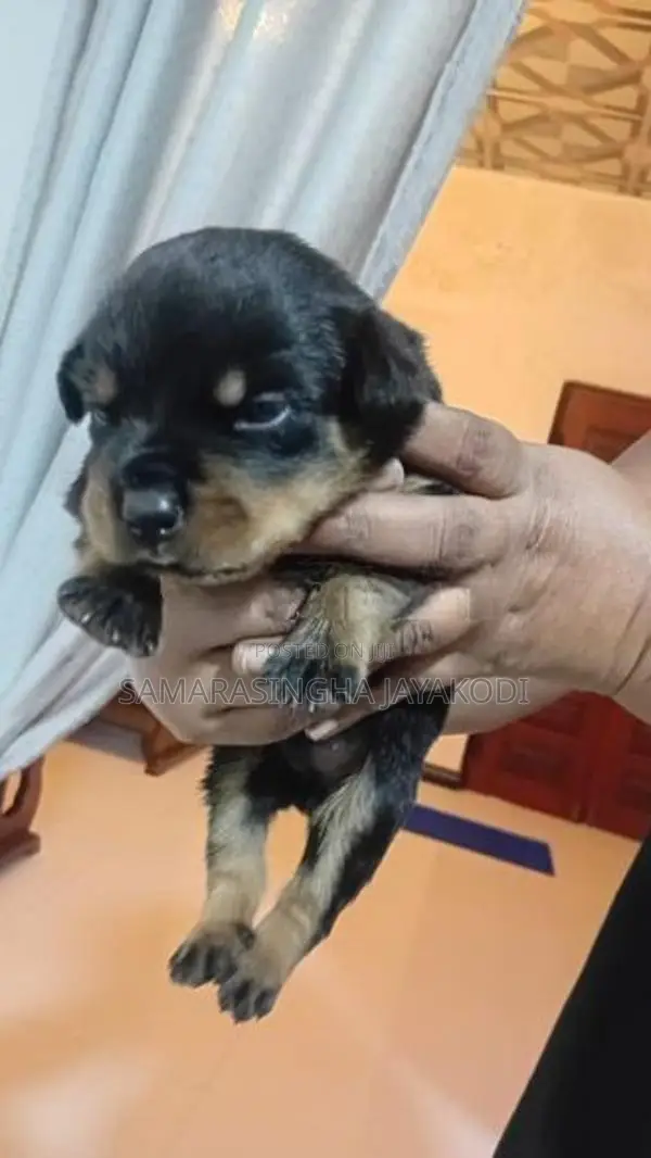 Rottweiler Puppy
