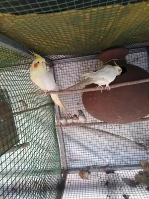 Cockatiel Birds