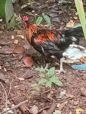 Farm Chickens