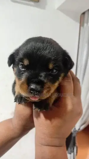Rottweiler Puppy