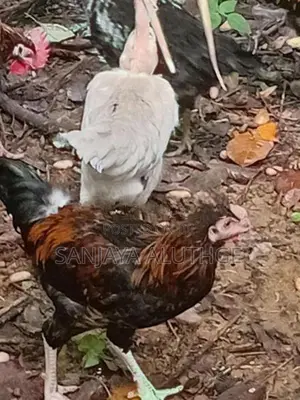 Farm Chickens