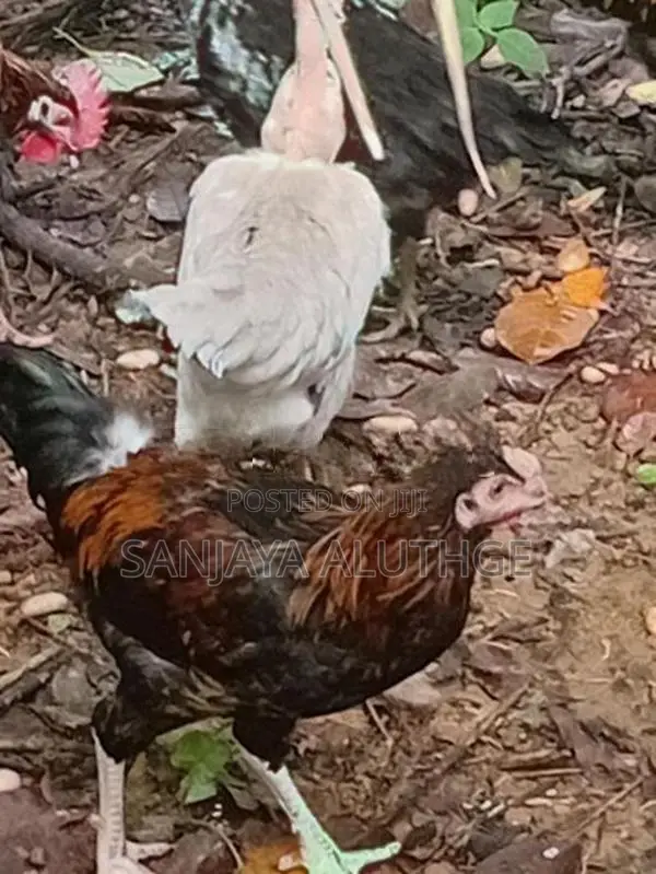 Farm Chickens