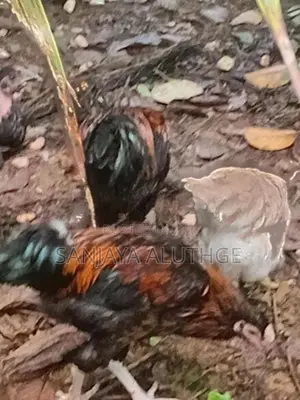 Farm Chickens