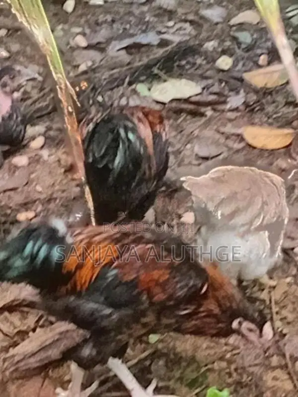 Farm Chickens