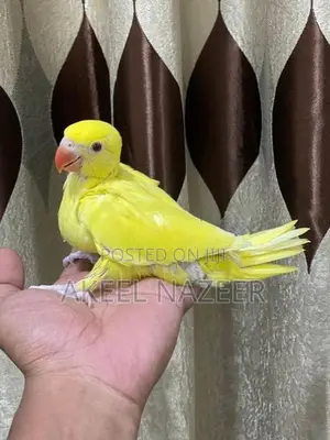 Indian Yellow Ring Neck