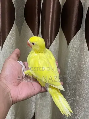 Indian Yellow Ring Neck