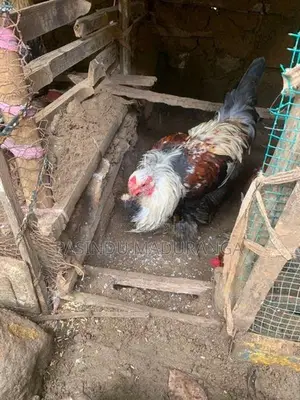 Brama Joduwa