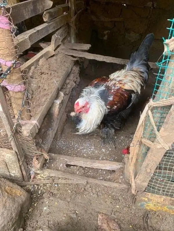Brama Joduwa