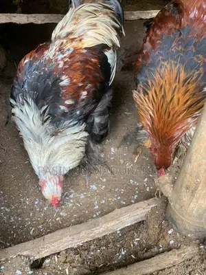 Brama Joduwa