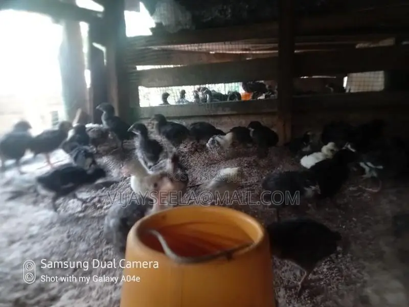 Country Chick's
