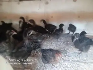 Country Chick's