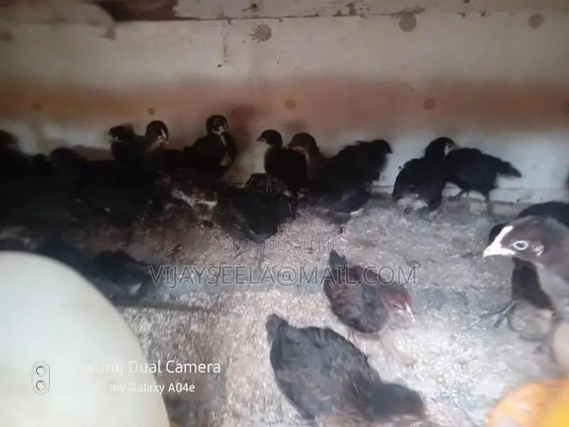 Country Chick's