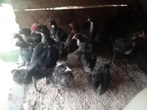 Country Chick's