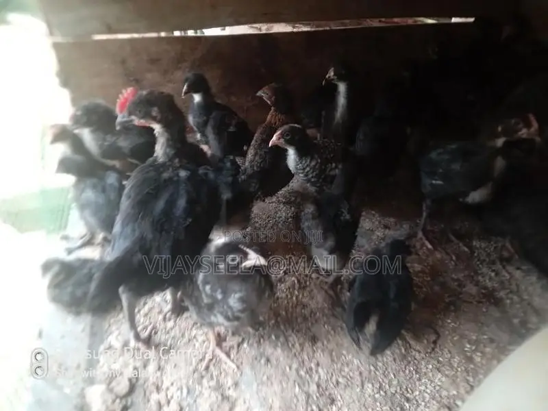 Country Chick's