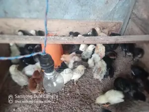 Country Chick's