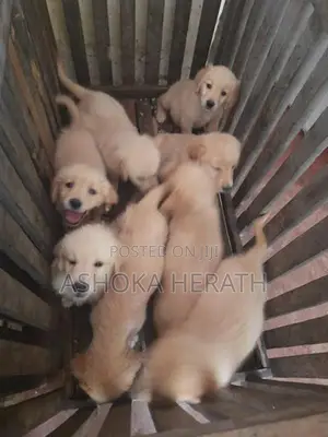 Golden Retriver Dog