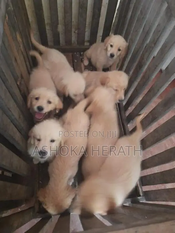 Golden Retriver Dog