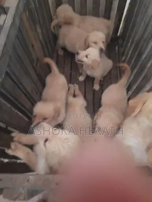 Golden Retriver Dog