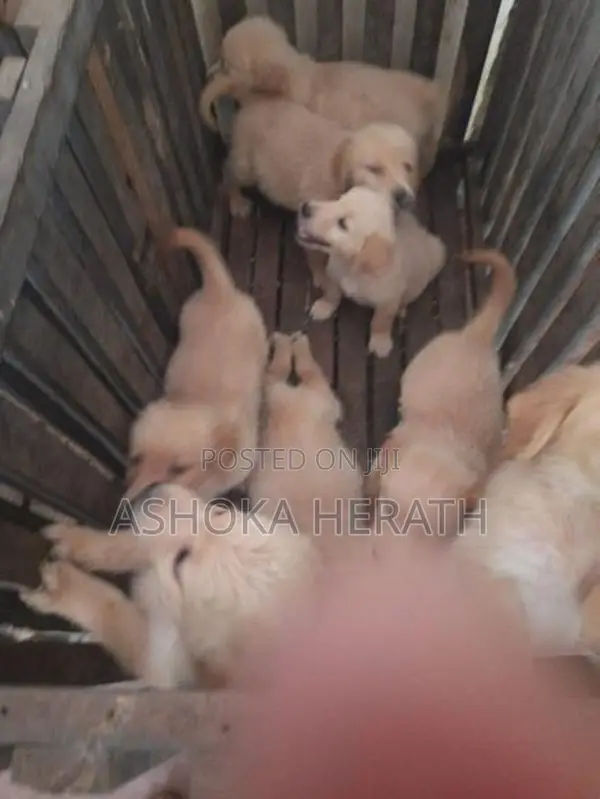 Golden Retriver Dog