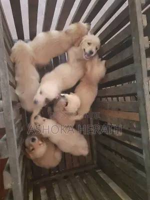 Golden Retriver Dog
