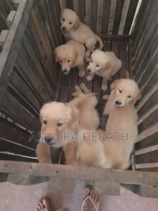 Golden Retriver Dog